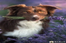 紫色背景牧羊犬手机壁纸 多品种狗狗高清手机动物壁纸图片 720x1280
