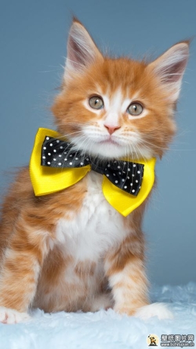 缅因库恩猫手机壁纸 带蝴蝶结的库恩猫高清手机动物壁纸图片 720x1280