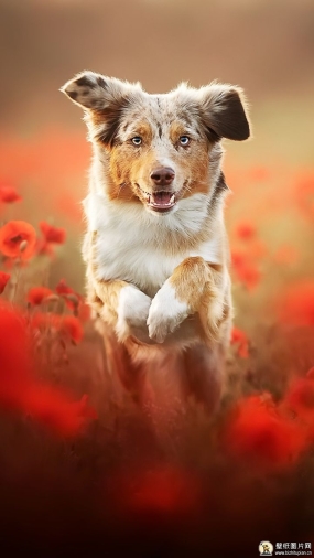 澳大利亚牧羊犬跳过罂粟田 牧羊犬手机狗狗壁纸动物图片 720x1280