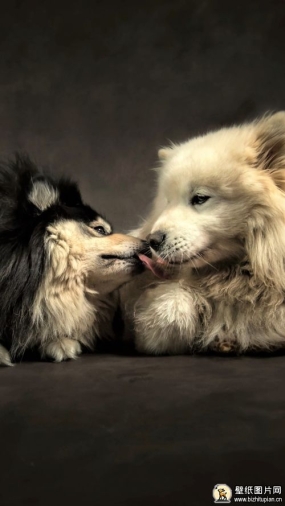 人类最好的朋友 杰克罗素梗犬手机动物壁纸 720x1280