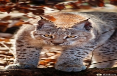 猞猁是什么动物？猞猁高清手机猫科动物壁纸图片 720x1280