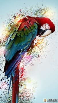红色和绿色的金刚鹦鹉图片大全 高清手机动物壁纸绘画图片 720x1280