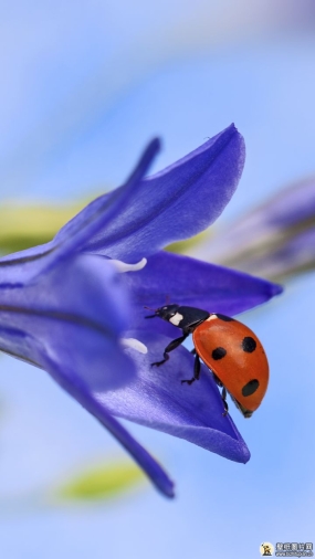 漂亮的瓢虫图片大全 瓢虫高清手机昆虫壁纸图片 720x1280