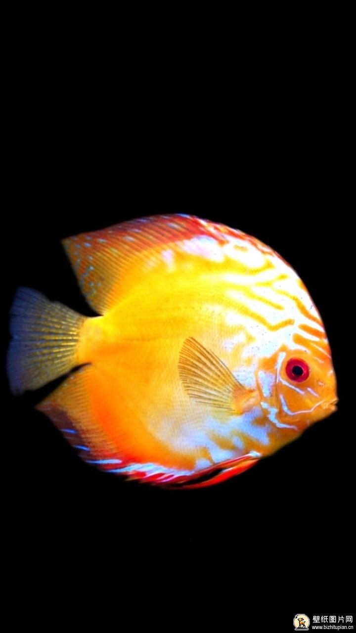 小丑鱼是淡水鱼还是海水鱼