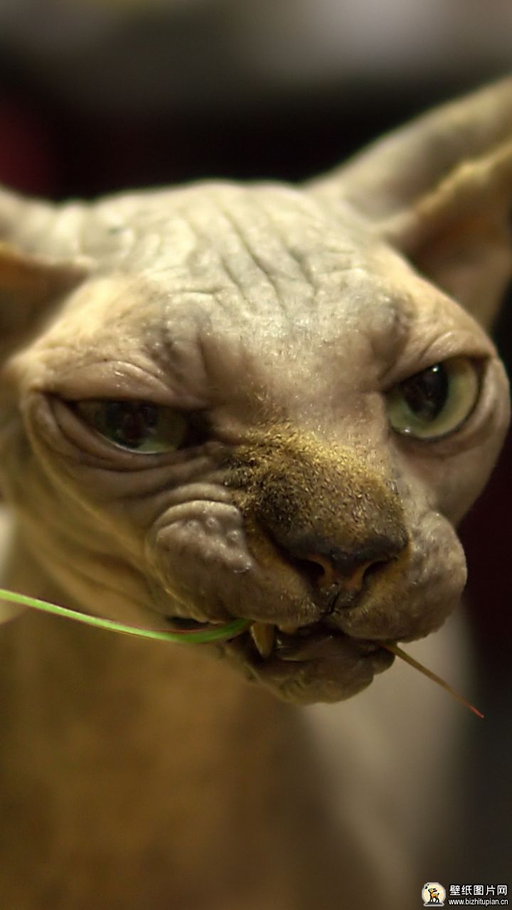 高清斯芬克斯猫背景图