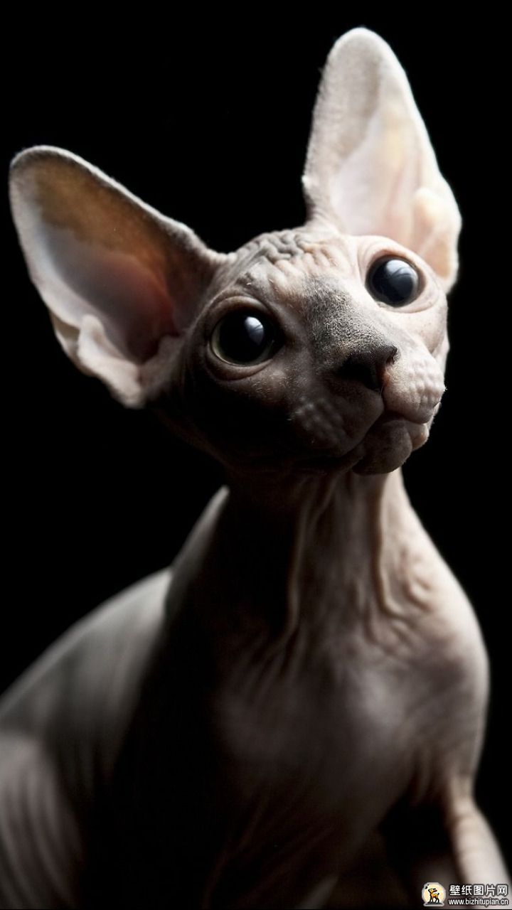 猫界外星人斯芬克斯猫图片大全