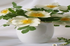 唯美的山茶花图片 高清茶花壁纸植物图片 720x1280