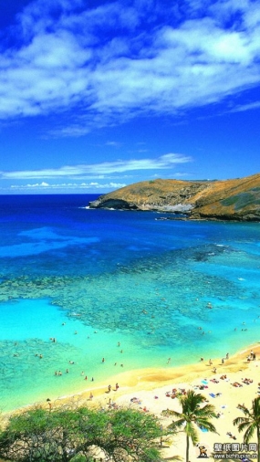 夏威夷海洋棕榈树地平线摄影海滩图片 高清海景手机壁纸摄影图片 720x1280