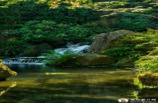 瀑布苔藓自然摄影图片 高清自然手机壁纸风景图片 720x1280