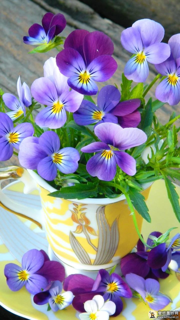 716190茶杯紫色花朵三色堇花朵摄影静物