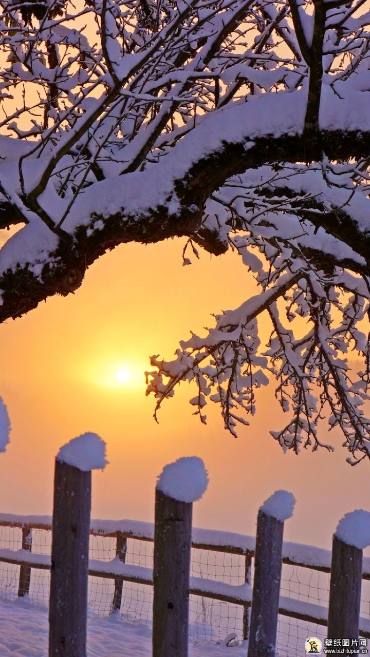 646277雪篱笆树日落大地摄影冬天手机壁纸风景图片