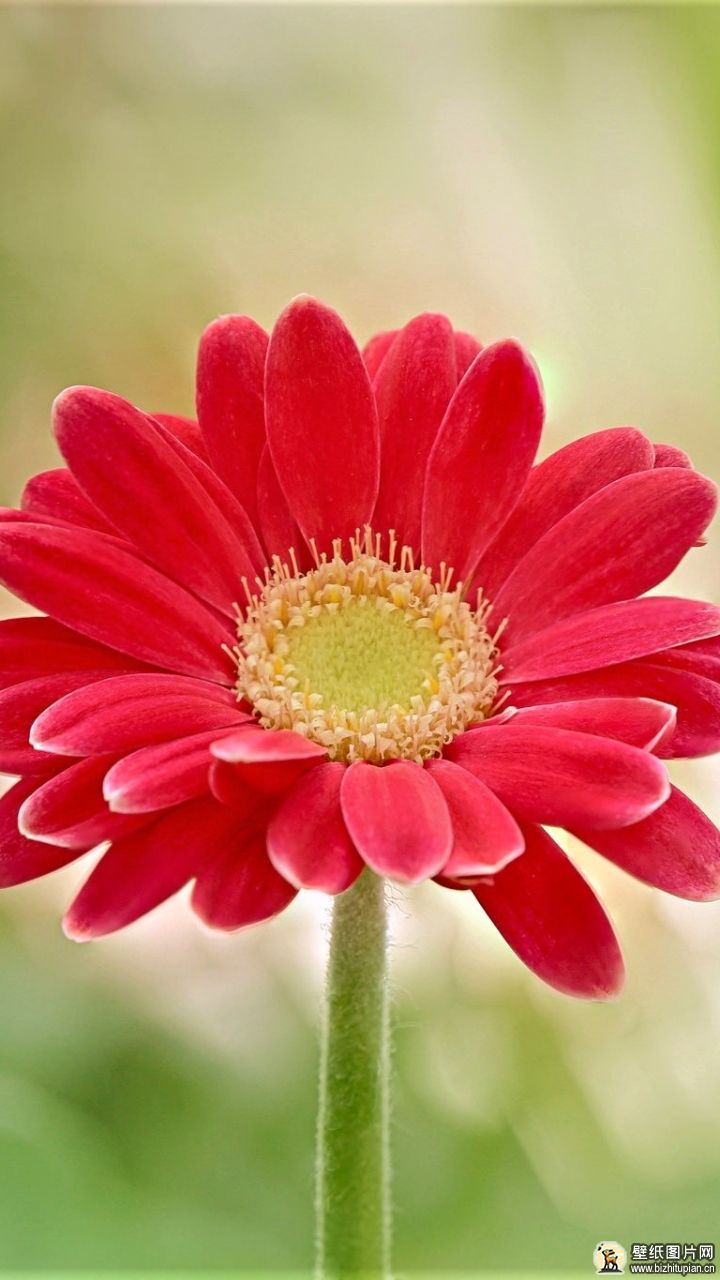 907076红花菊花自然非洲菊手机壁纸红色图片