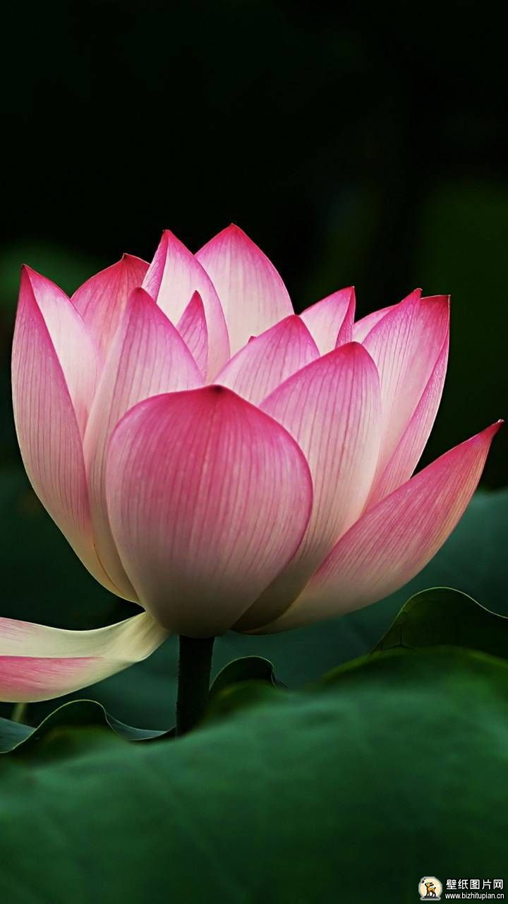 770833.粉红莲花jpg