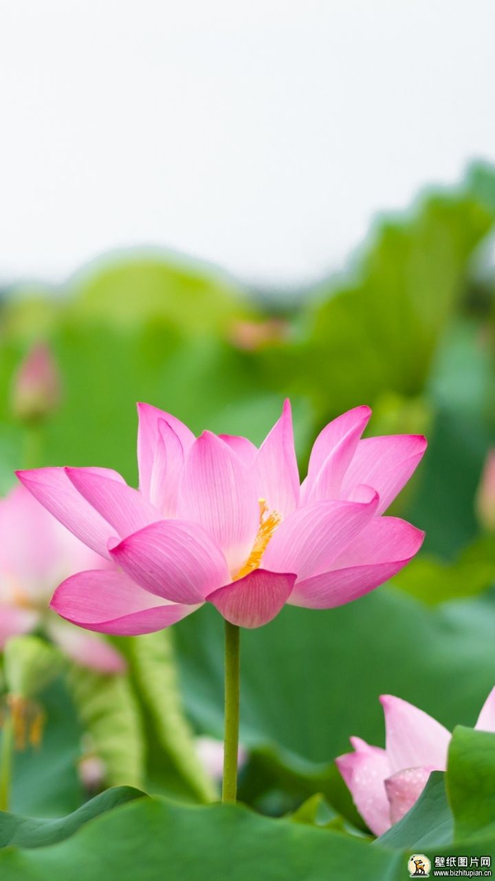 777914粉色花朵自然莲花