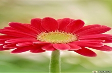 白色雏菊图片素材 高清非洲雏菊手机壁纸红色图片