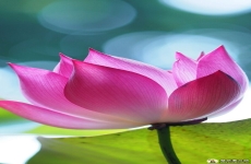 禅意莲花图片唯美素材 高清莲花手机壁纸红色素材图片