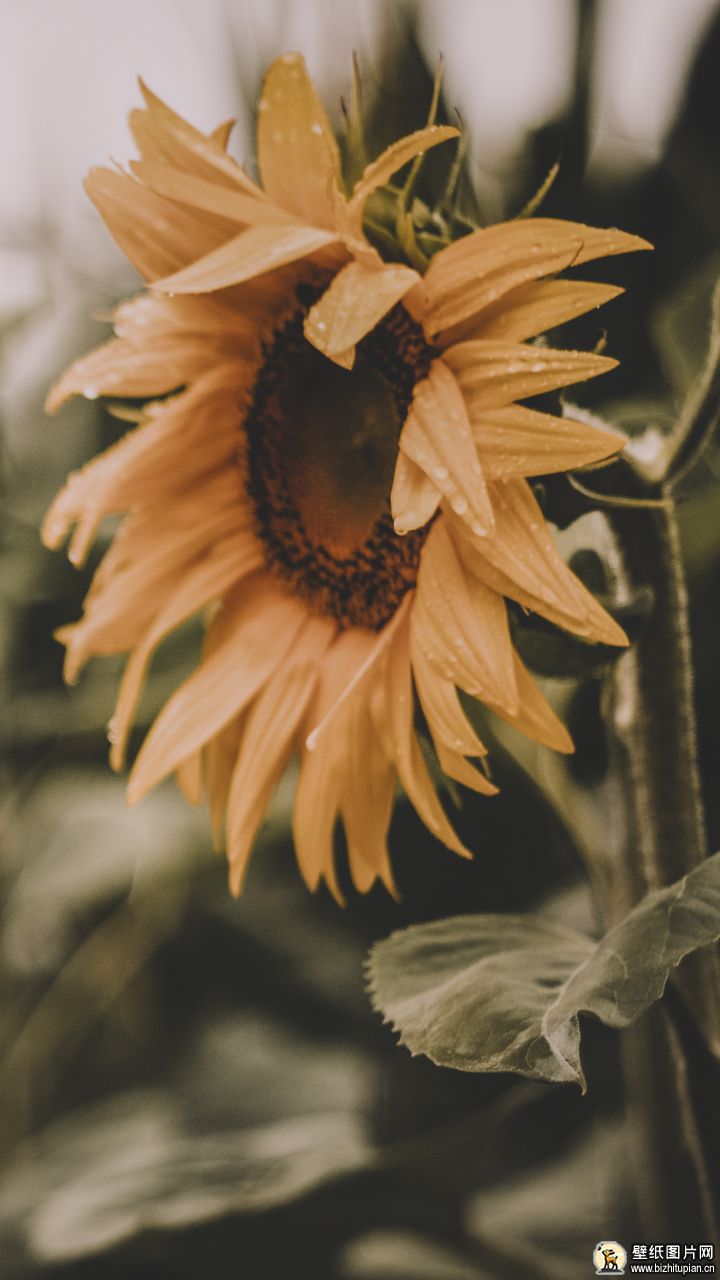798959黄色花朵夏季花朵自然向日葵手机壁纸唯美图片