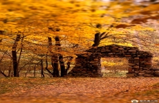 秋天森林落叶风景图片素材 高清秋季手机壁纸树木风景图片