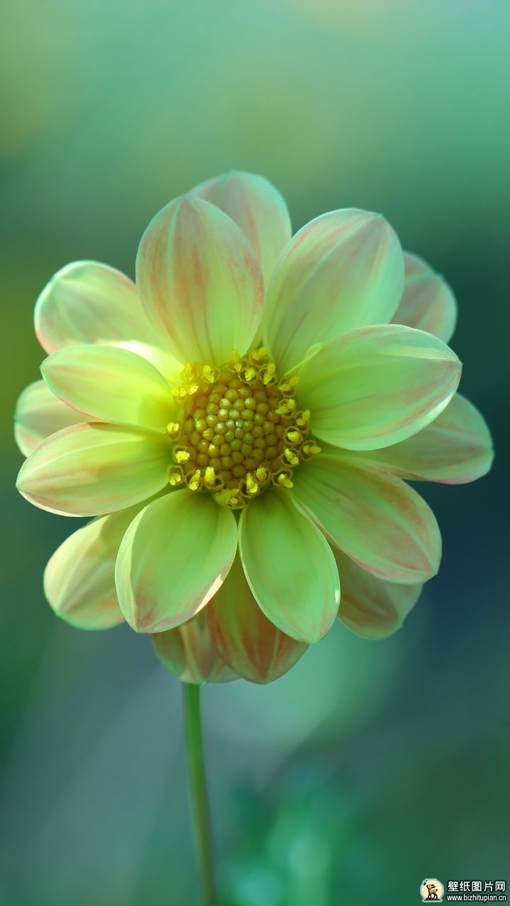 746731花地自然大丽花手机壁纸彩色图片