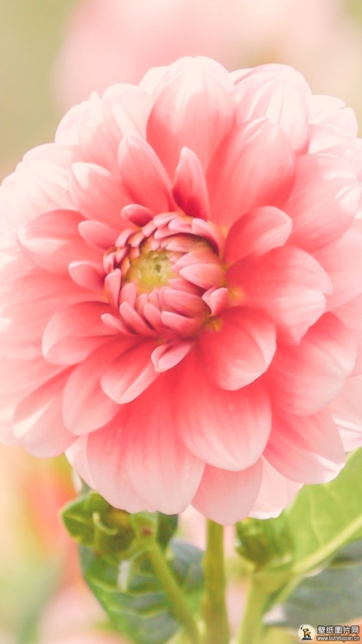 746729粉色花朵自然大丽花手机壁纸花朵图片