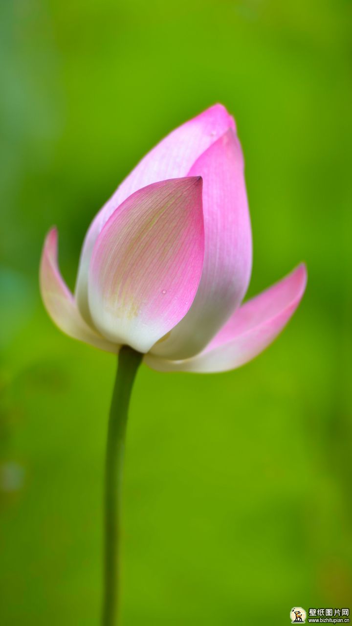 729753粉色莲花手机壁纸唯美图片