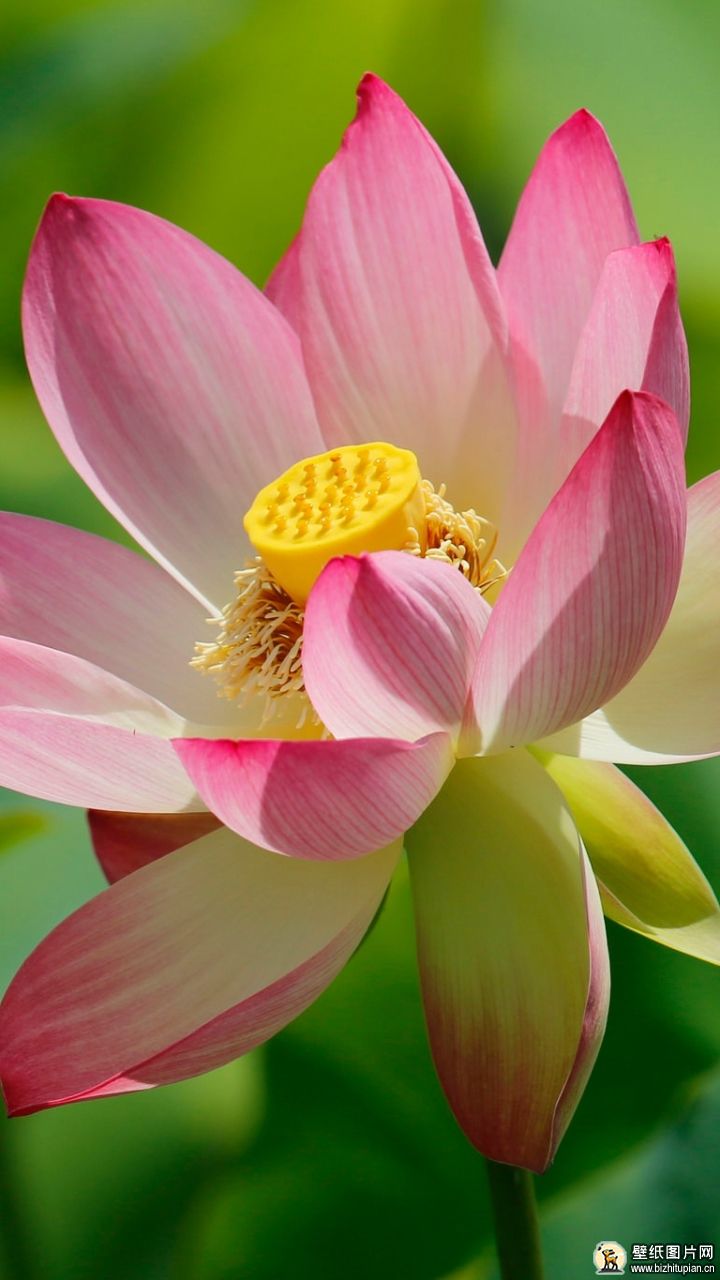 747562粉色花朵自然莲花手机壁纸唯美图片