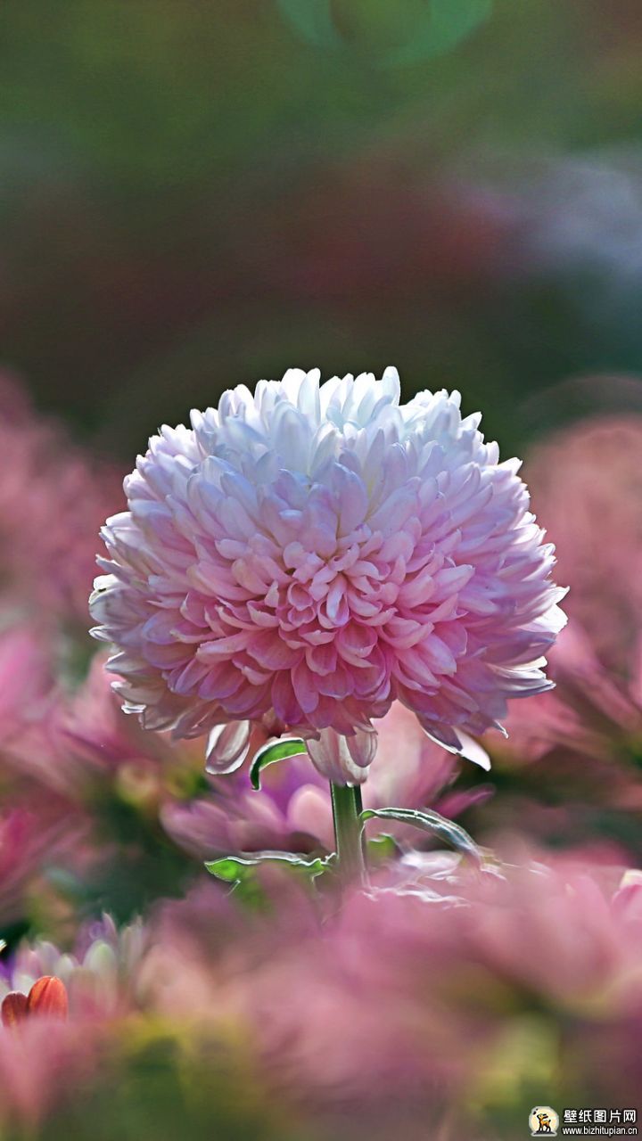 907075菊花手机壁纸白色图片
