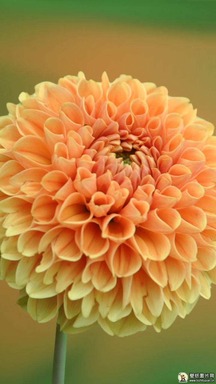742876黄色花朵大丽花手机壁纸花朵图片