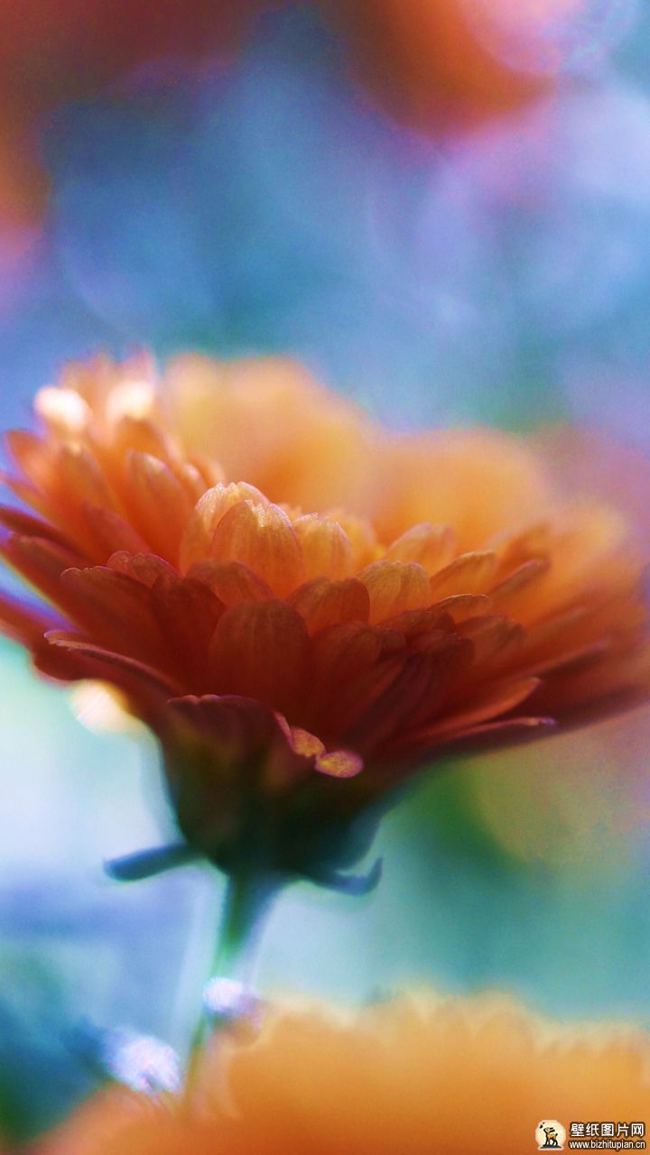 724480橙色虚幻菊花手机壁纸白色图片