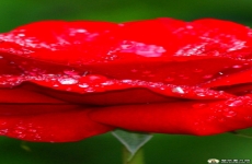 红色粉色玫瑰花图片素材 高清玫瑰手机壁纸鲜花图片