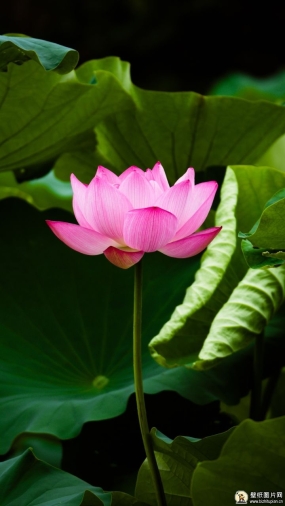 佛心莲花图片粉色白色素材 高清莲花手机壁纸唯美图片