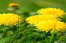 黄色蒲公英花朵图片素材 高清蒲公英手机壁纸植物图片