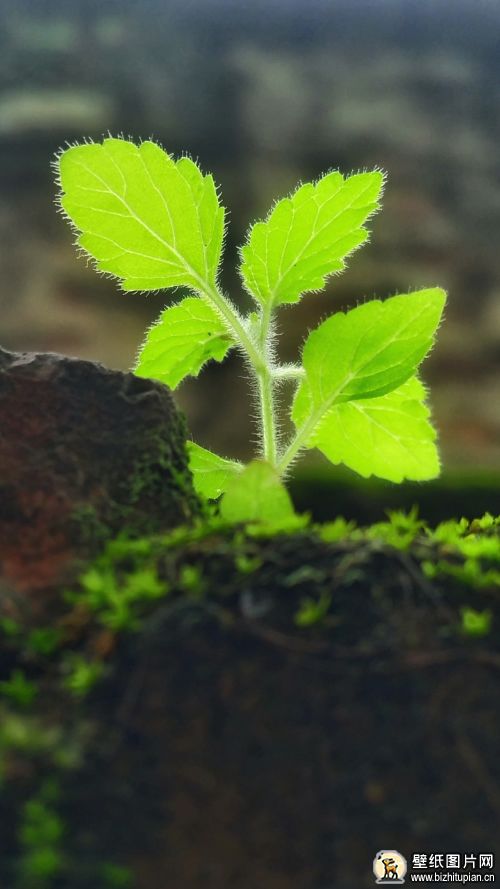 绿色天然植物幼苗壁纸图片唯美素材 高清植物手机壁纸绿叶图片