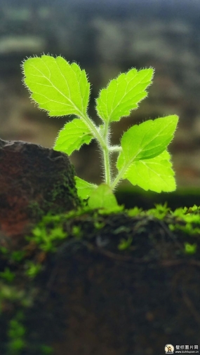 绿色天然植物幼苗壁纸图片唯美素材 高清植物手机壁纸绿叶图片
