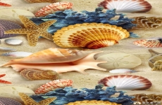 好看的海鲜贝壳类图片 高清贝壳手机壁纸海类图片