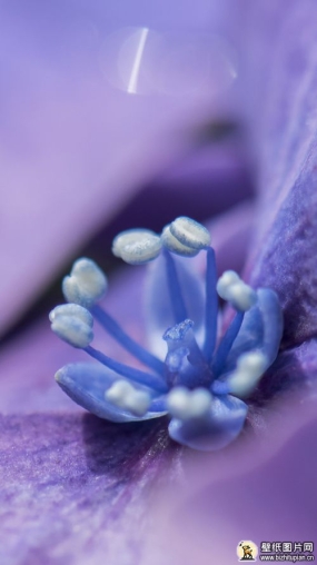 甜紫色自然鲜艳花蕾图片 高清花朵手机紫色花蕾图片